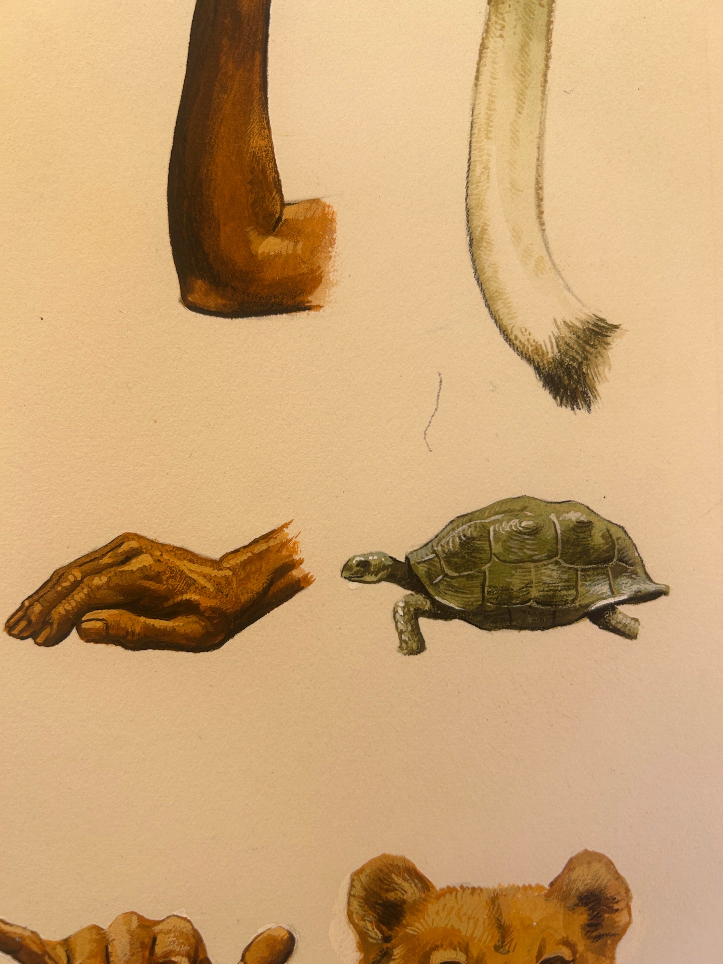 Hand Animal Study 1950's in Gouache