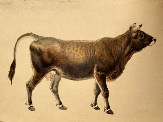 1930's Set of two Cow Watercolour Studies