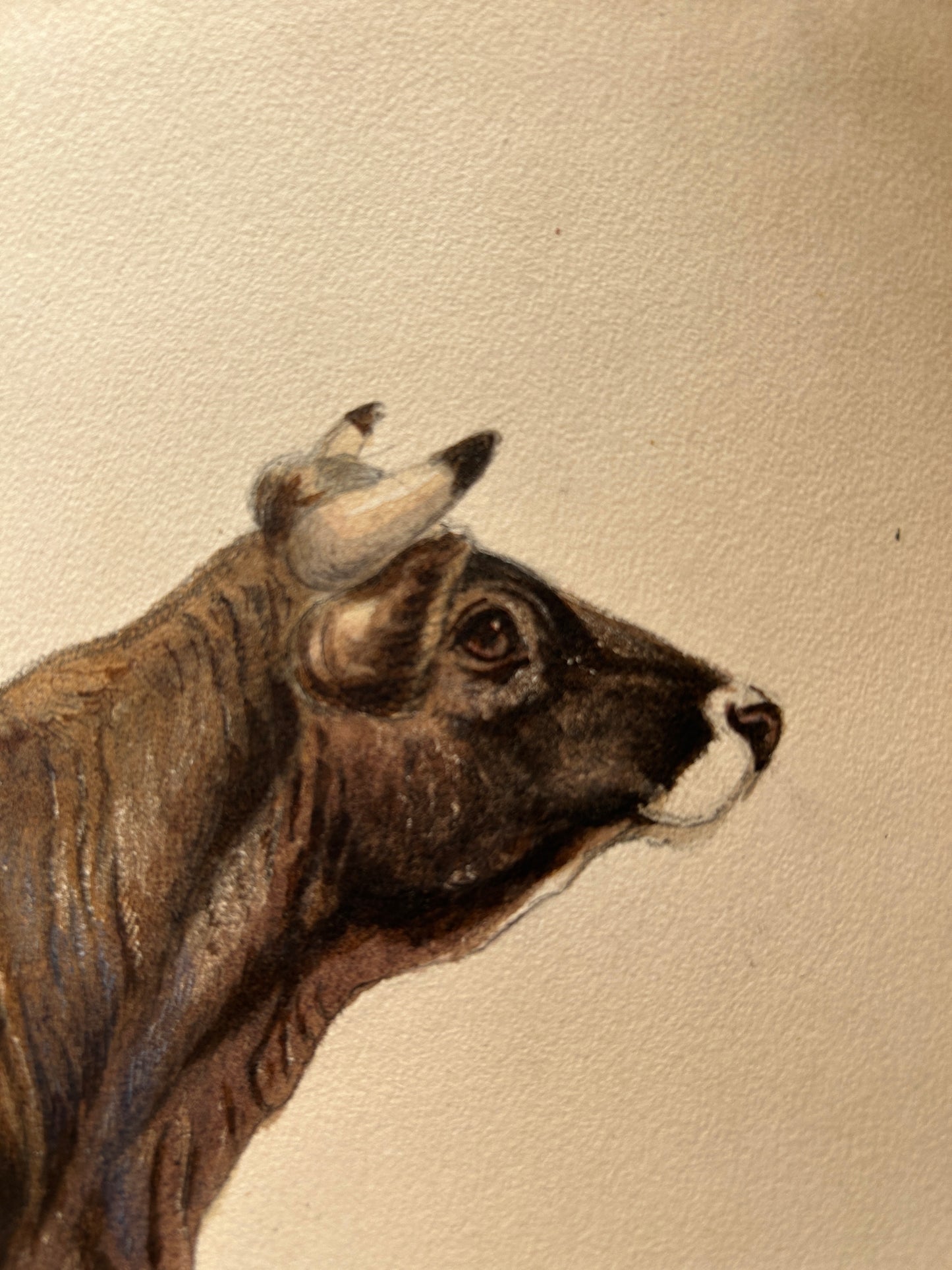 1930's Set of two Cow Watercolour Studies