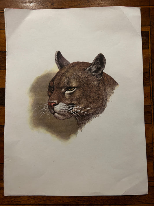 Cougar Portrait  print by Wildlife artist Sue Coleman