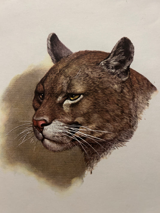 Cougar Portrait  print by Wildlife artist Sue Coleman