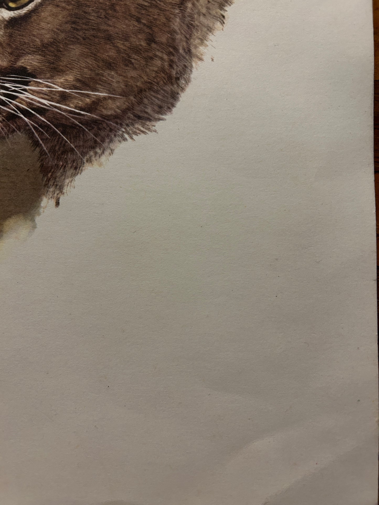 Cougar Portrait  print by Wildlife artist Sue Coleman
