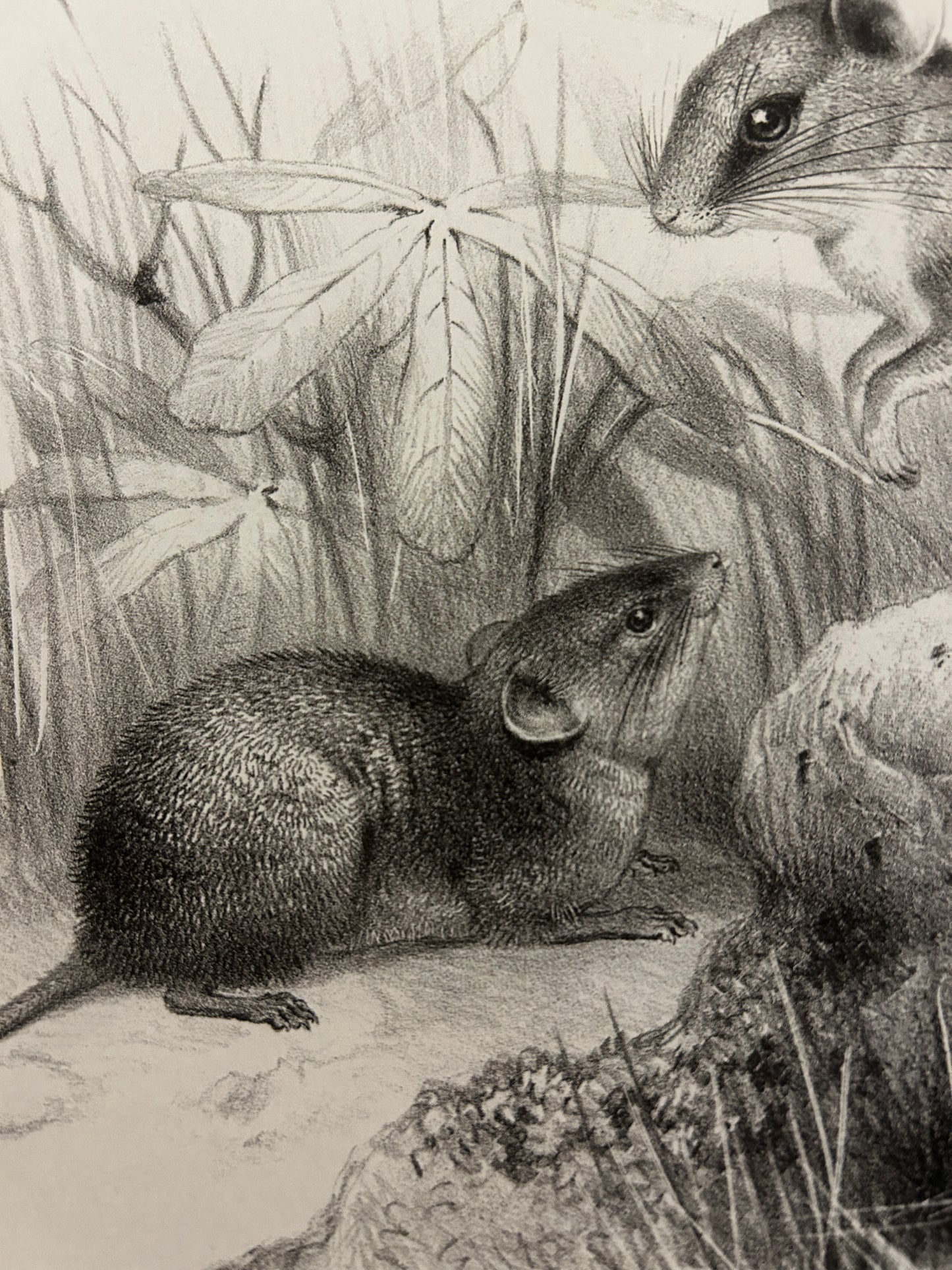 Victorian Lithograph of the Short Tailed Singing Mouse