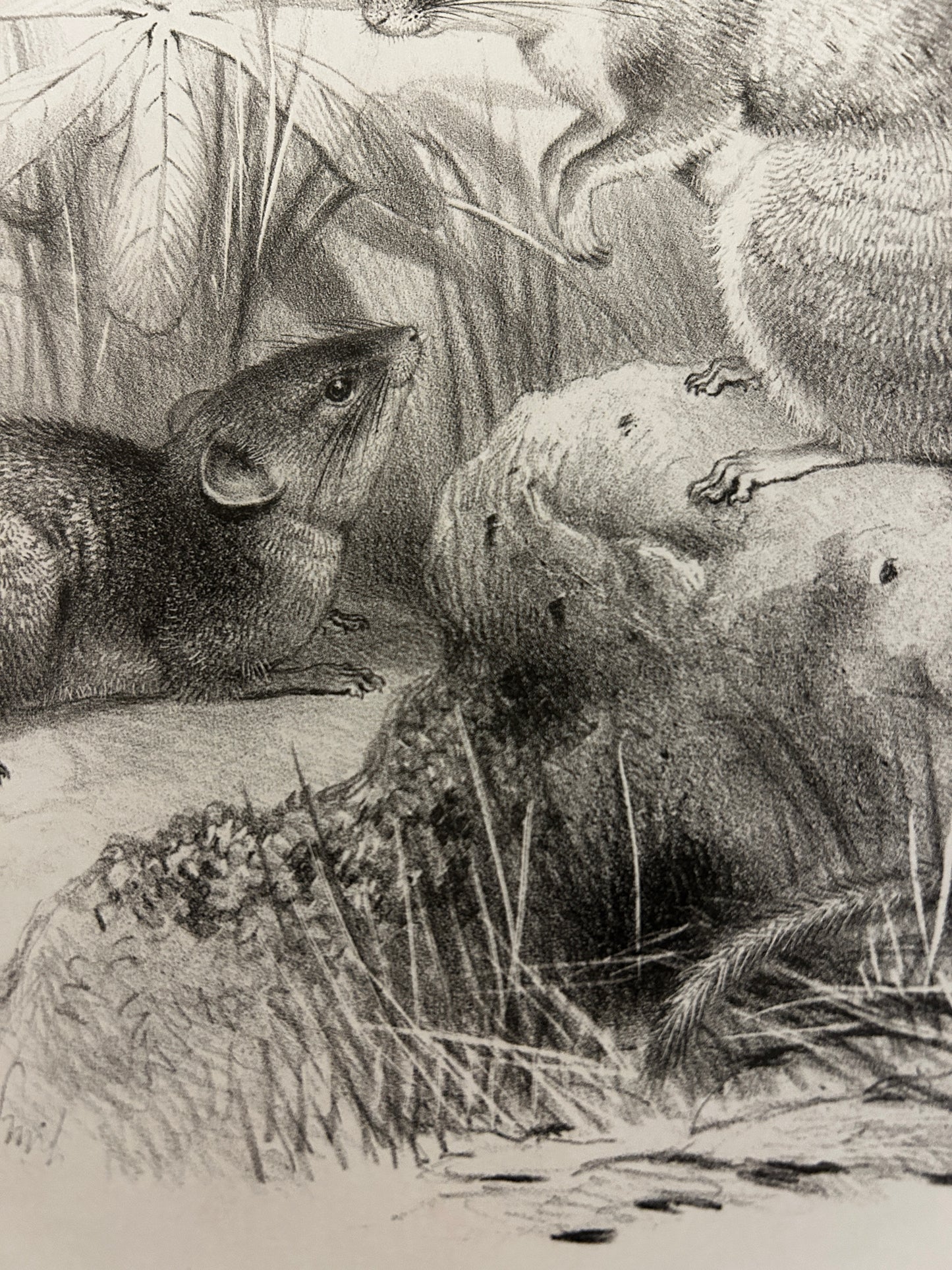 Victorian Lithograph of the Short Tailed Singing Mouse