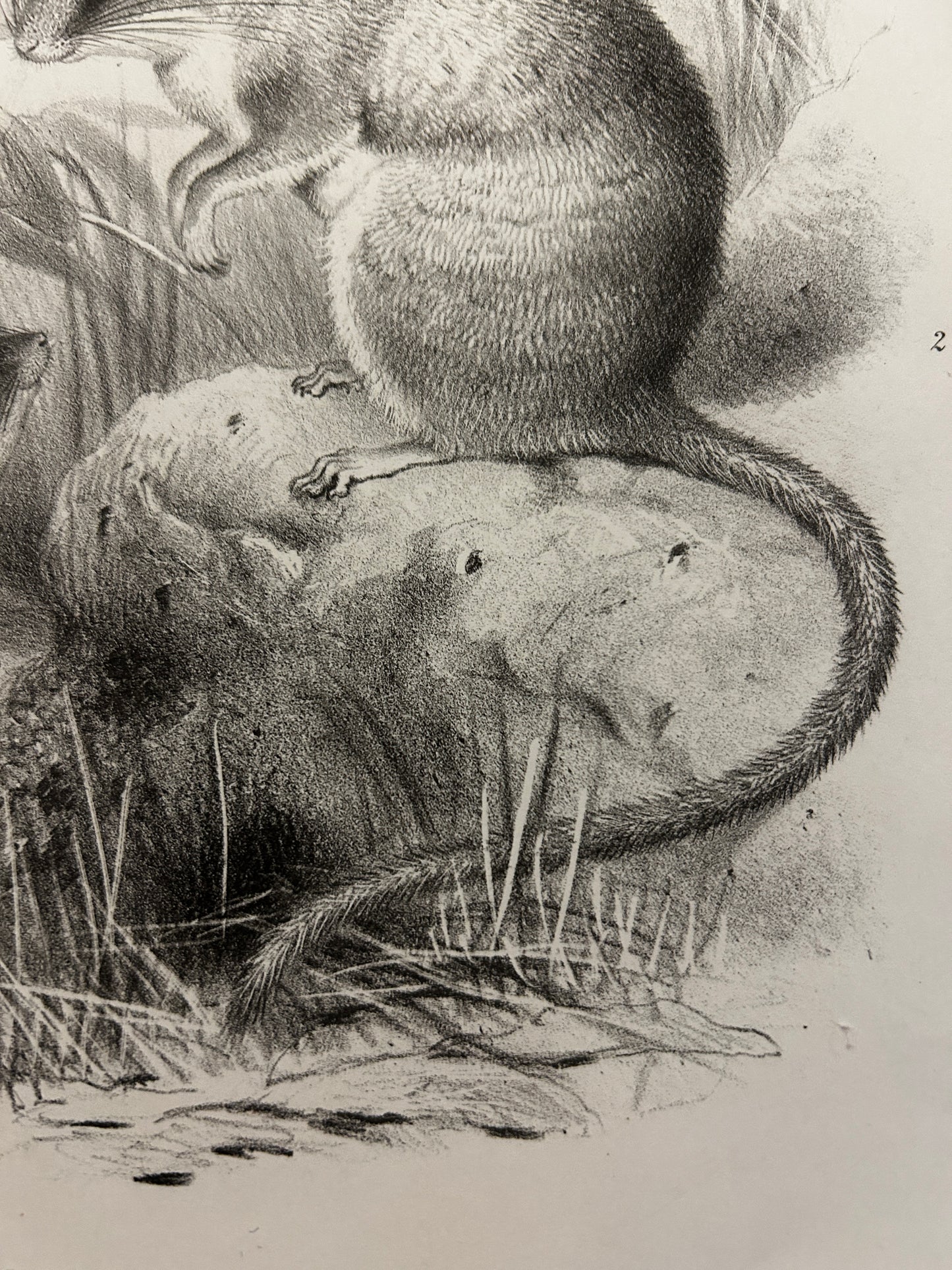 Victorian Lithograph of the Short Tailed Singing Mouse