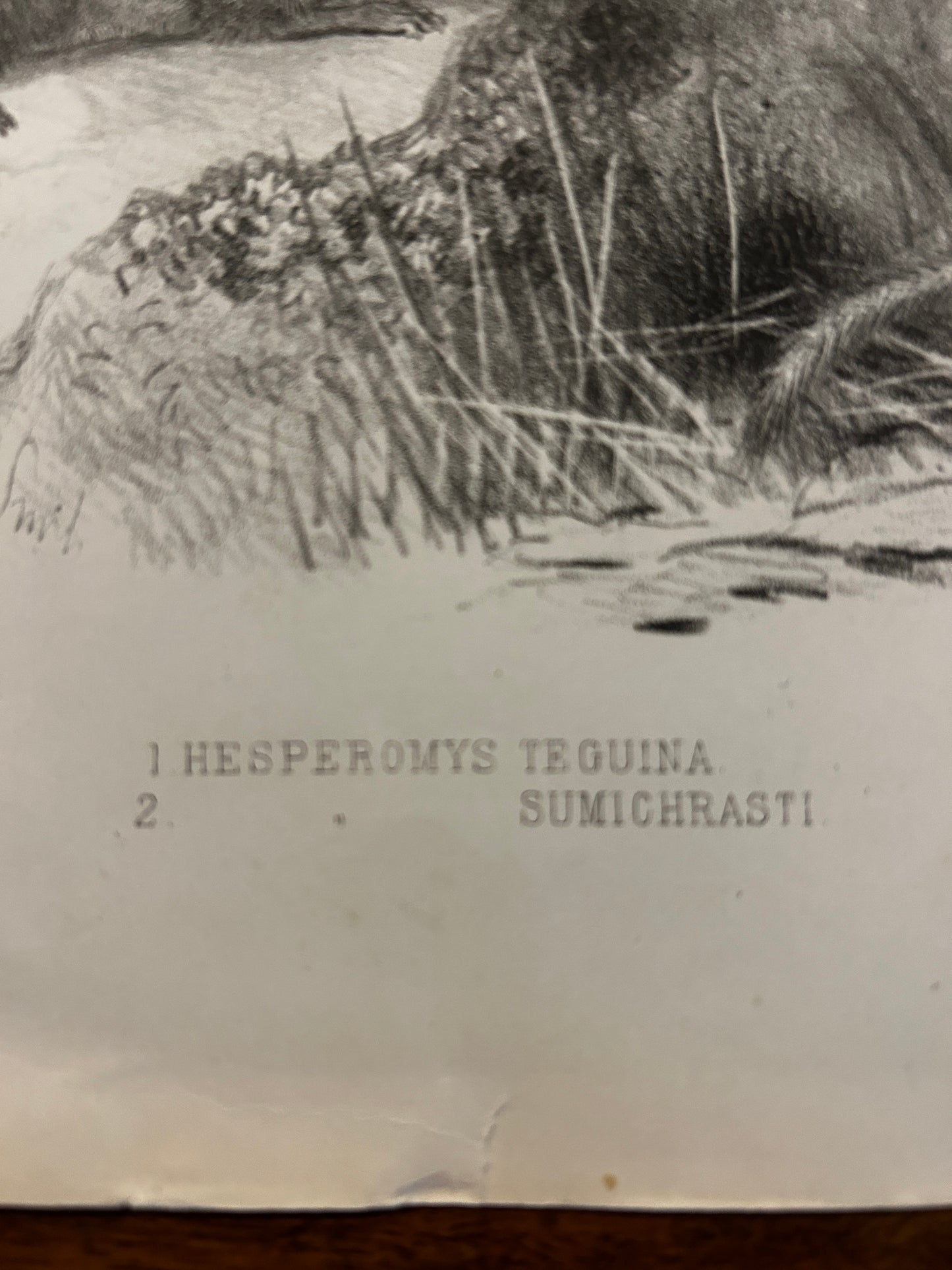 Victorian Lithograph of the Short Tailed Singing Mouse