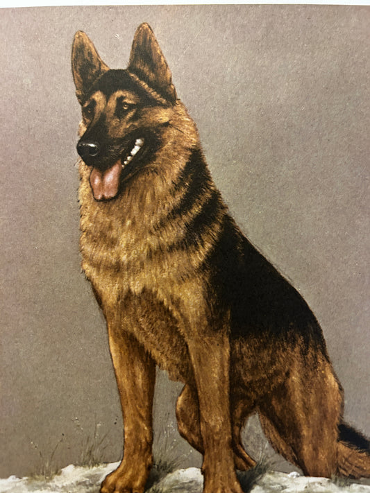 A Vintage Art Print Titled "An Alsatian"