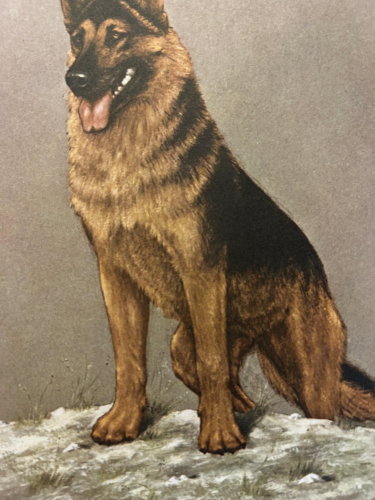 A Vintage Art Print Titled "An Alsatian"
