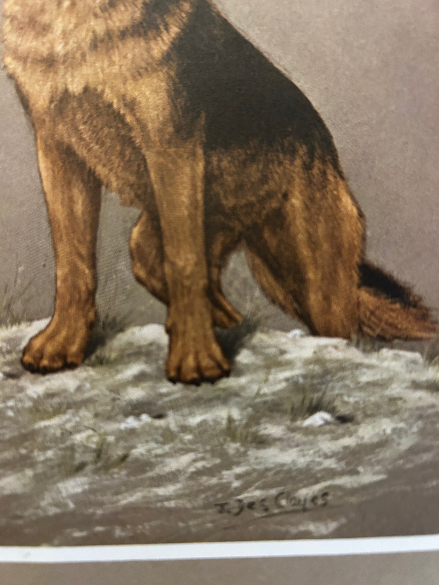 A Vintage Art Print Titled "An Alsatian"