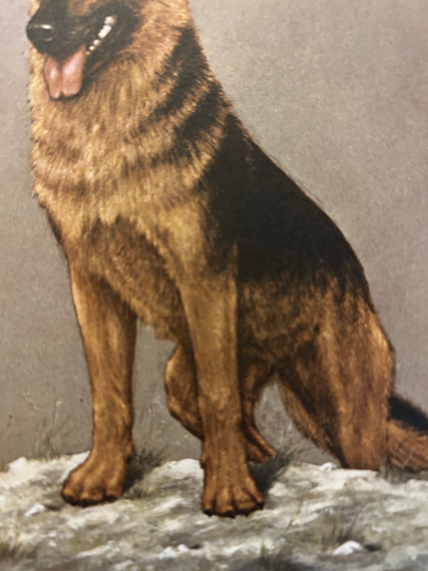 A Vintage Art Print Titled "An Alsatian"