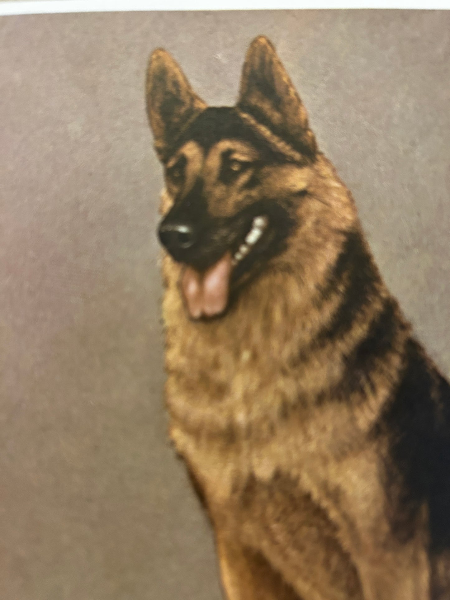 A Vintage Art Print Titled "An Alsatian"