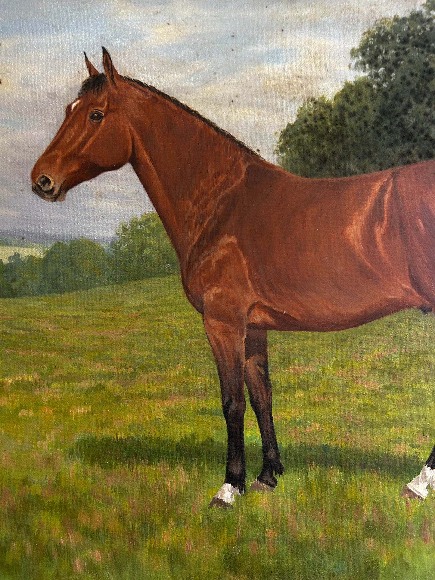 Mid Century Horse Portriat in Original Mod Brit Frame