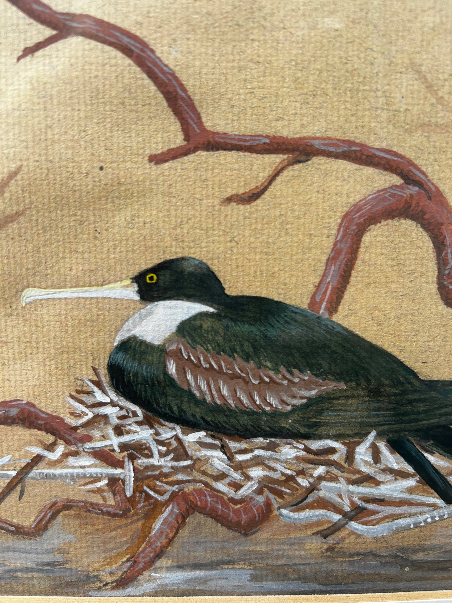 Nesting Seabird Watercolour 1970's