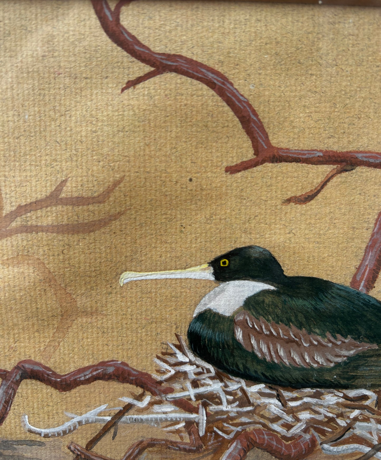 Nesting Seabird Watercolour 1970's