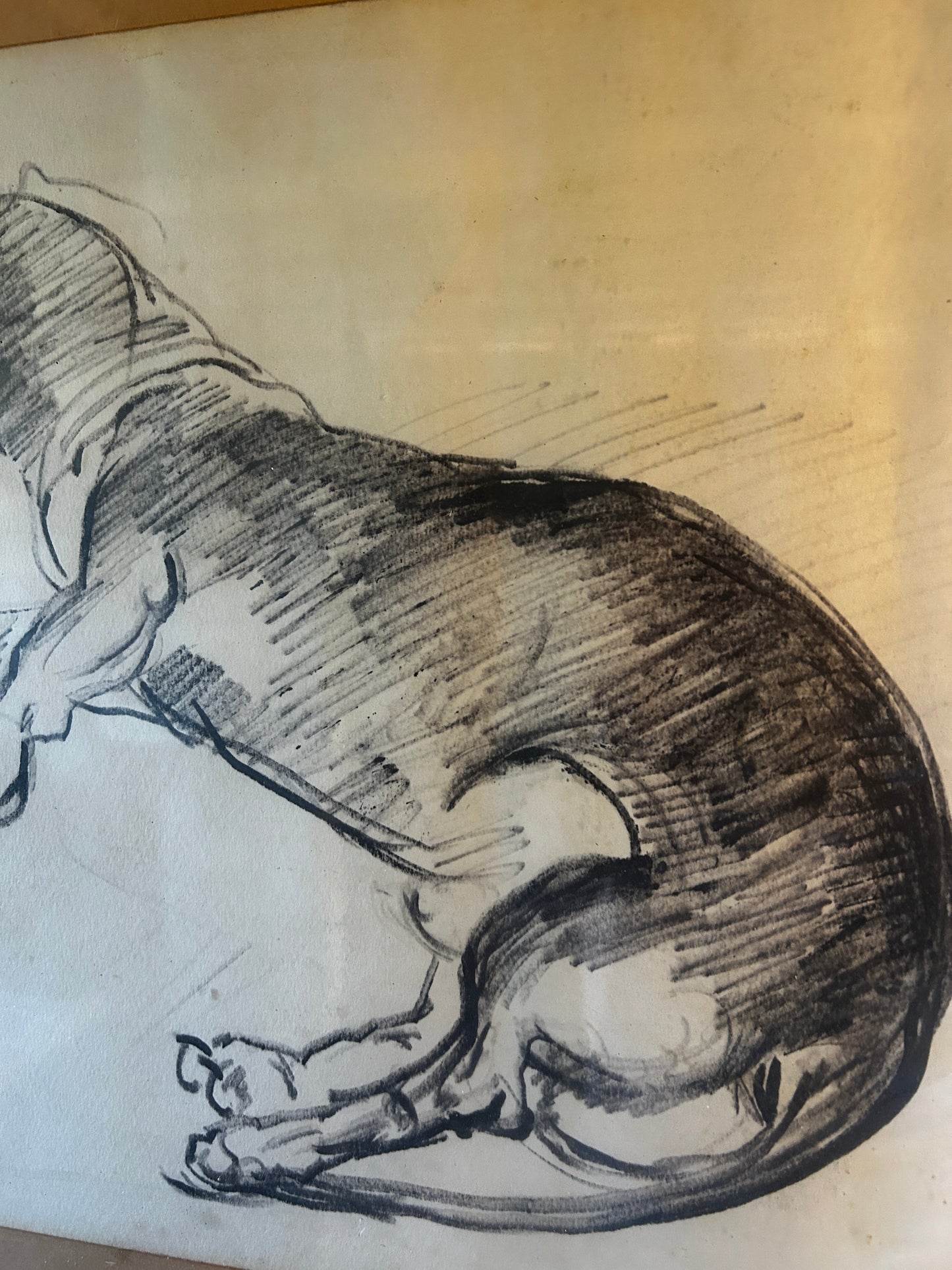 Drawing of a Dachshund by Russell Reeve British, 1895 -1970