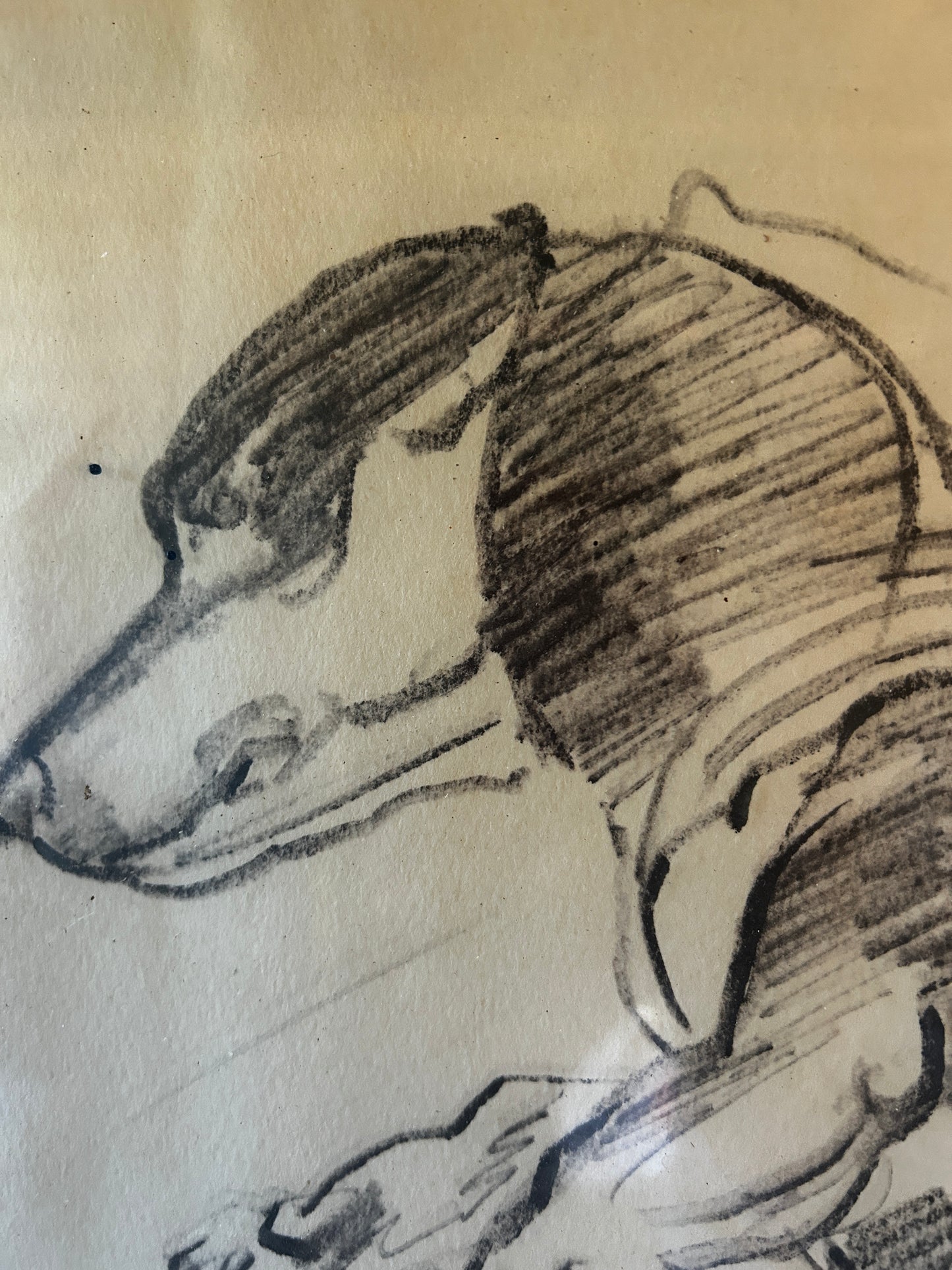 Drawing of a Dachshund by Russell Reeve British, 1895 -1970