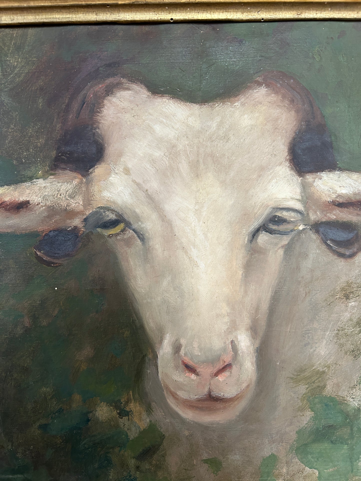 Portrait of a Goat