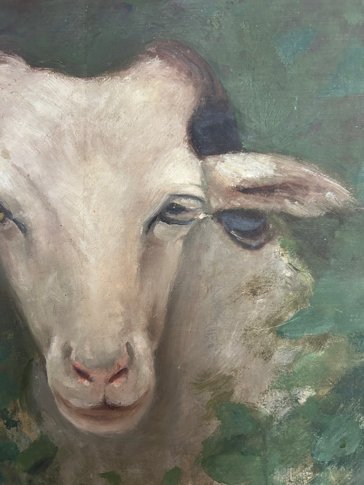 Portrait of a Goat