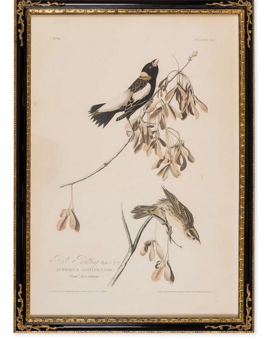Incisione dalla prima edizione di Audubon's Birds of America "Rice Bunting"