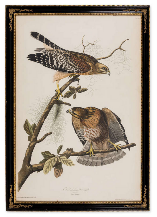 Incisione su foglio con doppio elefante dalla prima edizione di Birds of America di Audubon "Falco dalle spalle rosse"