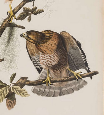 Incisione su foglio con doppio elefante dalla prima edizione di Birds of America di Audubon "Falco dalle spalle rosse"