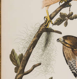 Double Elephant Folio Engraving from the 1st Edition of Audubon's Birds of America "Red Shouldered Hawk"