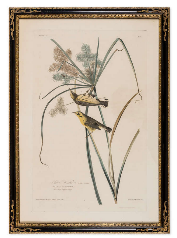 Engraving from the 1st Edition of Audubon's Birds of America "Prairie Warbler"