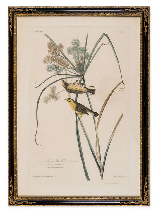 Incisione dalla prima edizione di Audubon's Birds of America "Prairie Warbler" 
