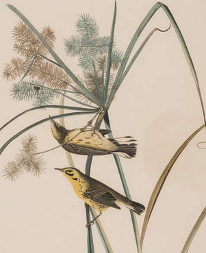 Incisione dalla prima edizione di Audubon's Birds of America "Prairie Warbler" 