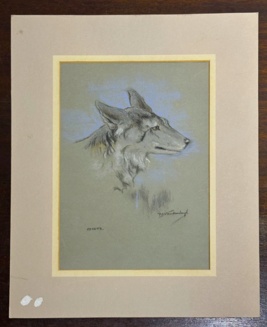 Coyote by Raymond John Vandenburgh Original Signed Pastel