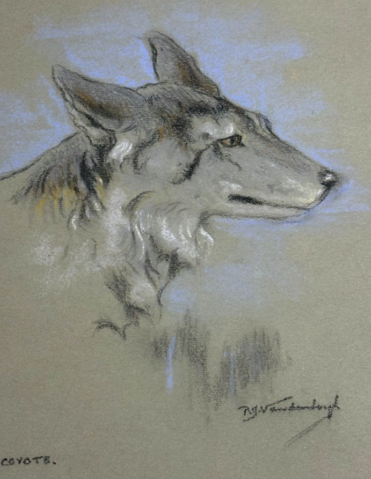 Coyote by Raymond John Vandenburgh Original Signed Pastel
