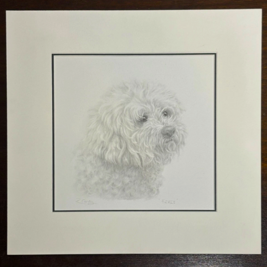 Original Pencil Sketch of Dog Bichon Frise Signed