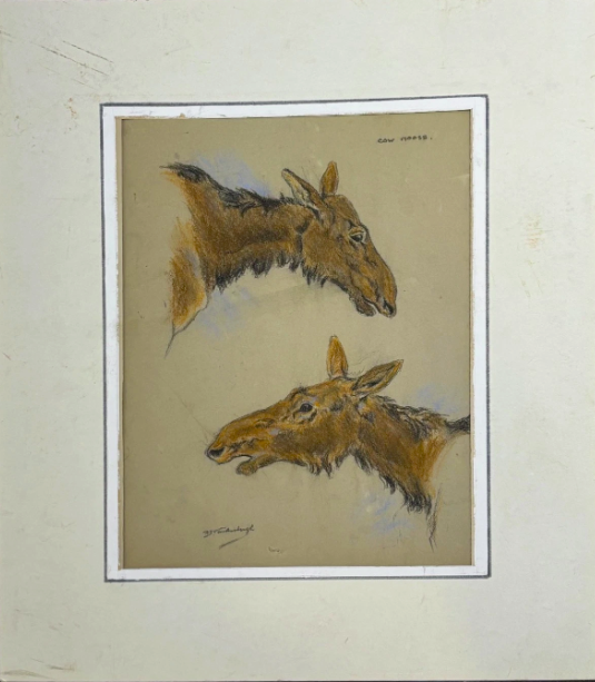Raymond John Vandenburgh (1889-1960's) Cow Moose British Pastel Signed