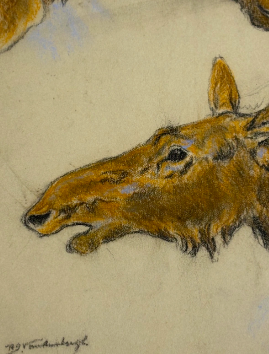 Raymond John Vandenburgh (1889-1960's) Cow Moose British Pastel Signed