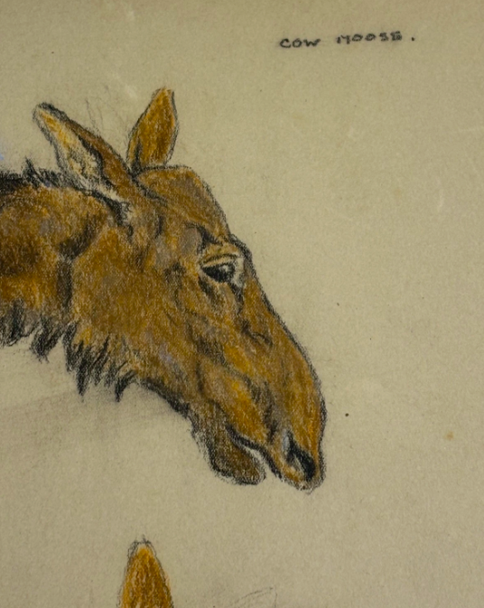 Raymond John Vandenburgh (1889-1960's) Cow Moose British Pastel Signed