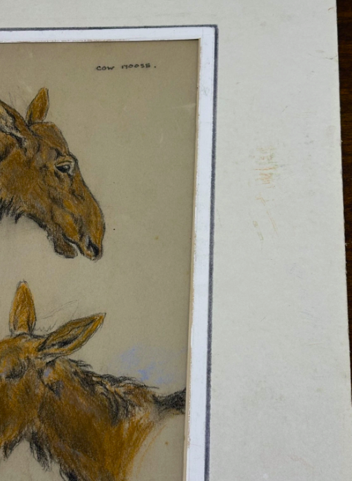 Raymond John Vandenburgh (1889-1960's) Cow Moose British Pastel Signed