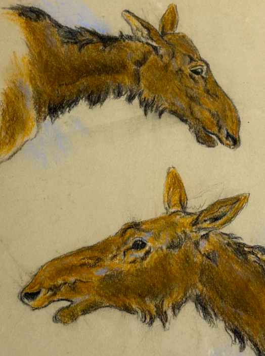 Raymond John Vandenburgh (1889-1960's) Cow Moose British Pastel Signed