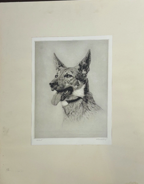 Original Etching Dog Alsatian Portrait Signed H. Geoffrey