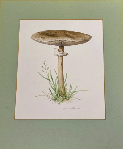 John Wilkinson b.1934 Lepiota Procera Mushroom Watercolour Signed