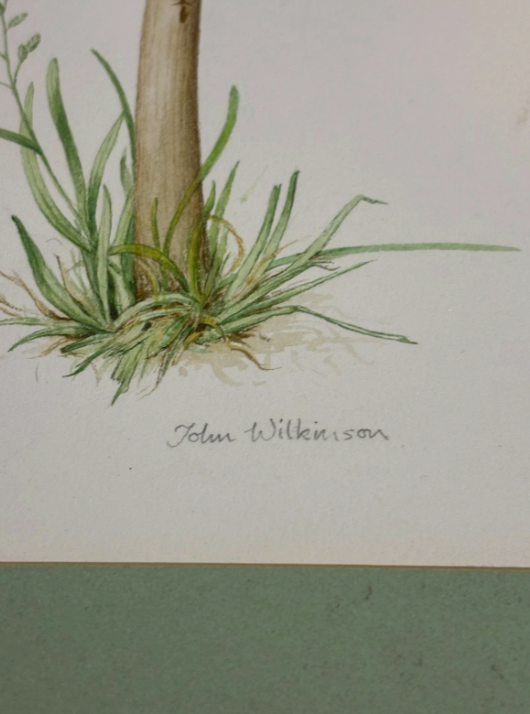 John Wilkinson b.1934 Lepiota Procera Mushroom Watercolour Signed