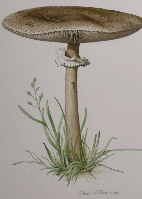 John Wilkinson b.1934 Lepiota Procera Mushroom Watercolour Signed