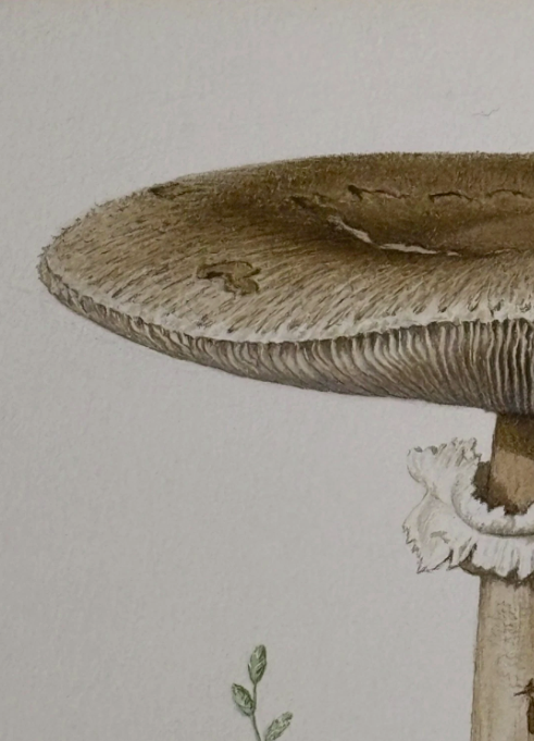 John Wilkinson b.1934 Lepiota Procera Mushroom Watercolour Signed