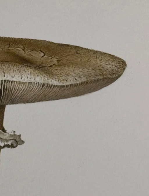 John Wilkinson b.1934 Lepiota Procera Mushroom Watercolour Signed