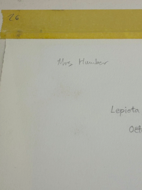 John Wilkinson b.1934 Lepiota Procera Mushroom Watercolour Signed