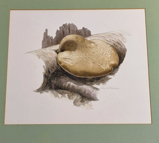 John Wilkinson b.1934 Piptoporus Betulinis Mushroom Watercolour Signed