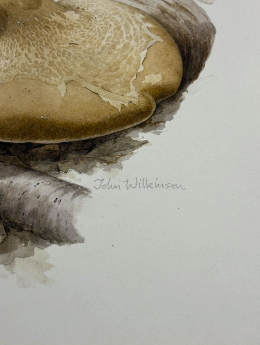 John Wilkinson b.1934 Piptoporus Betulinis Mushroom Watercolour Signed