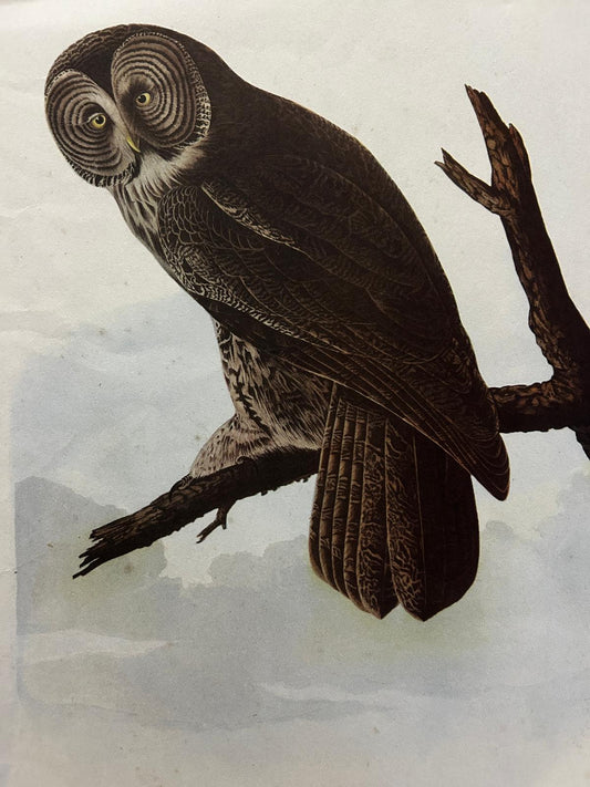 Great Owl Original Vintage Art Book Plate Lithograph