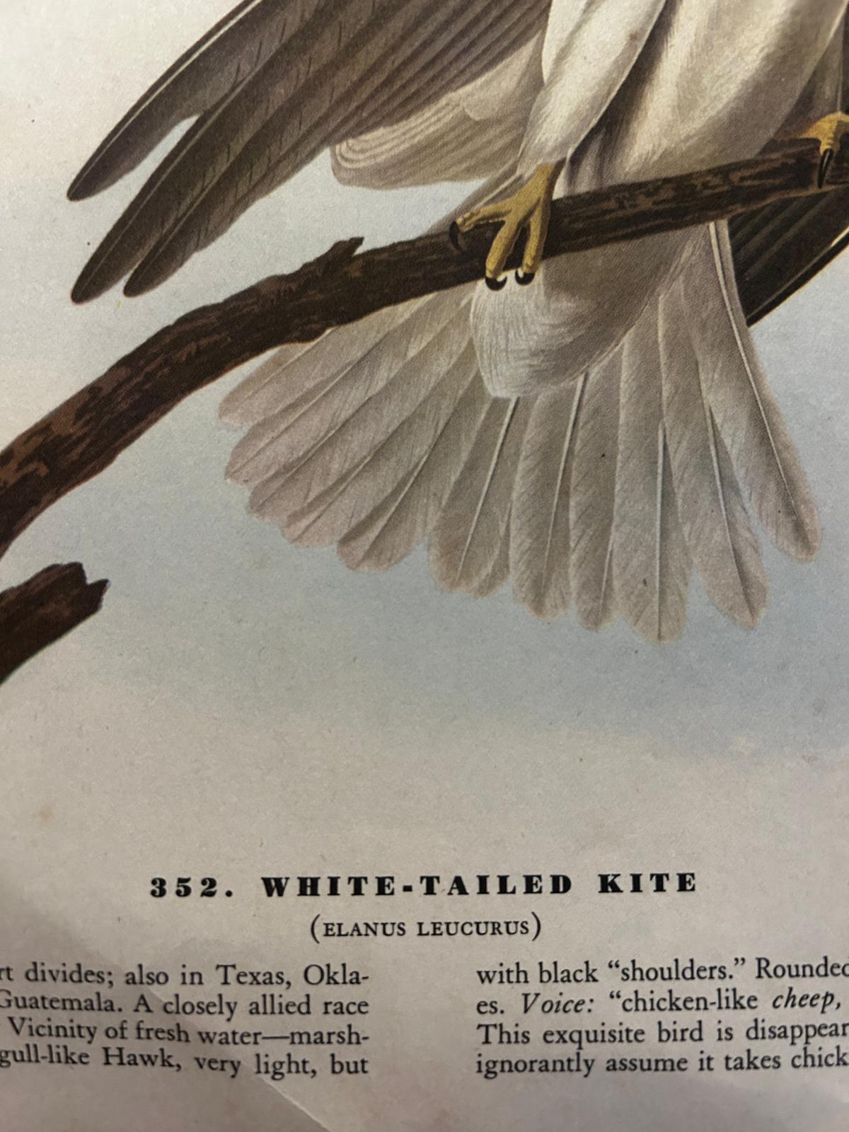 White-Tailed Kite Original Victorian Lithograph