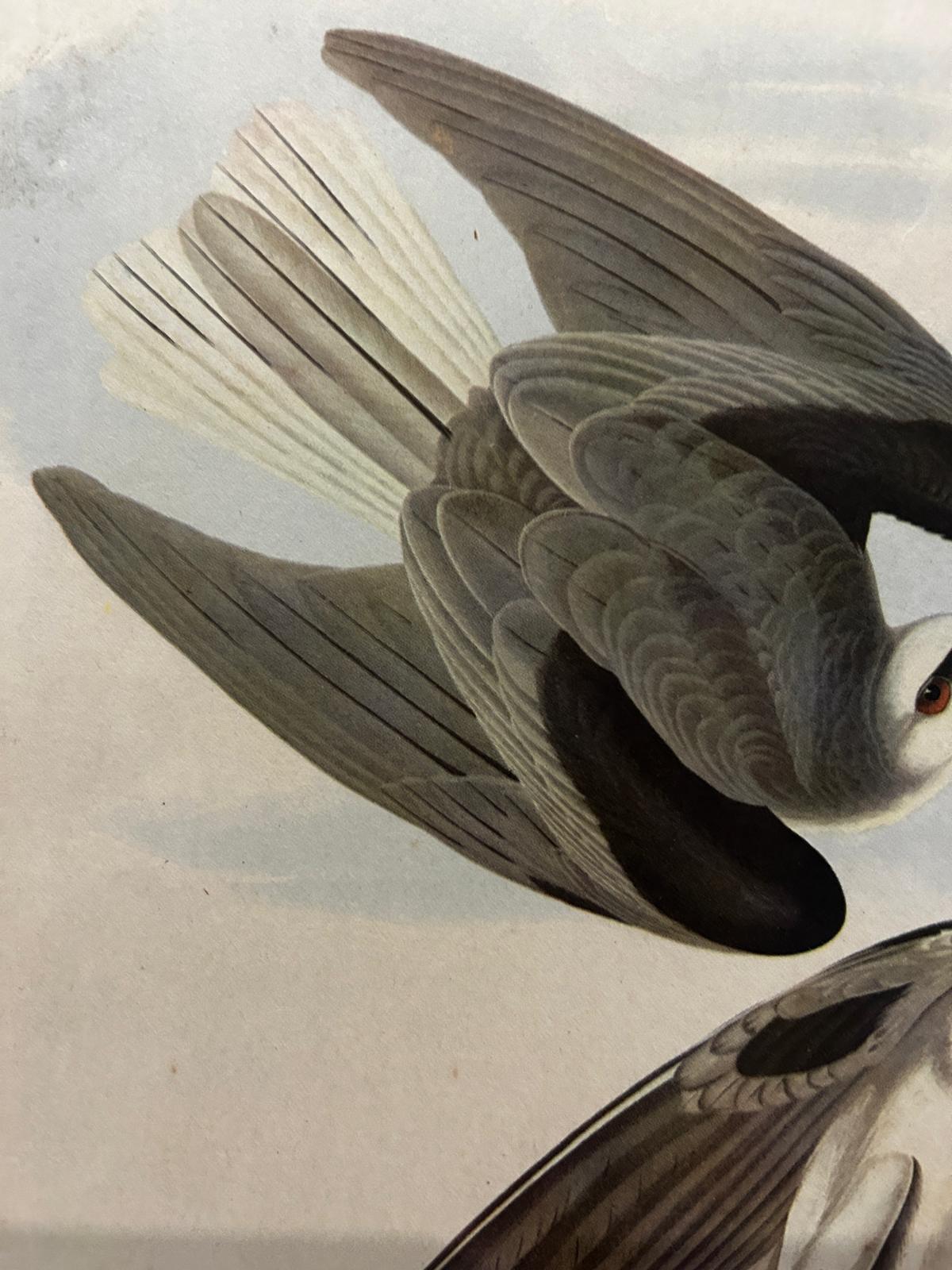 White-Tailed Kite Original Victorian Lithograph