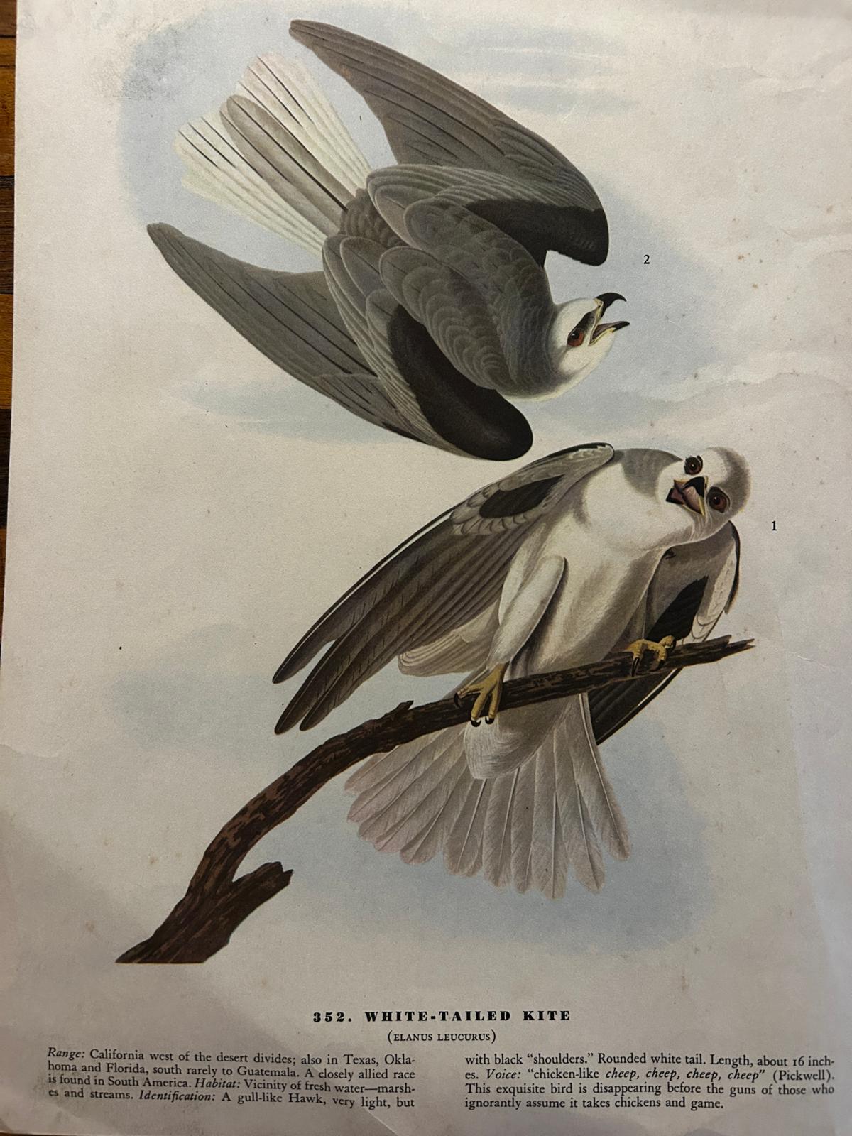 White-Tailed Kite Original Victorian Lithograph